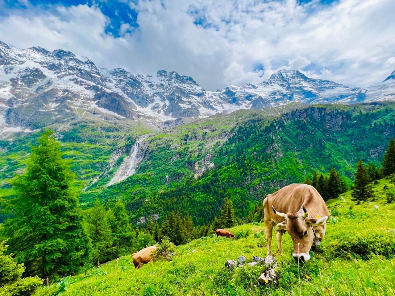 Chalet Rosa B&B Lauterbrunnen Kültér fotó